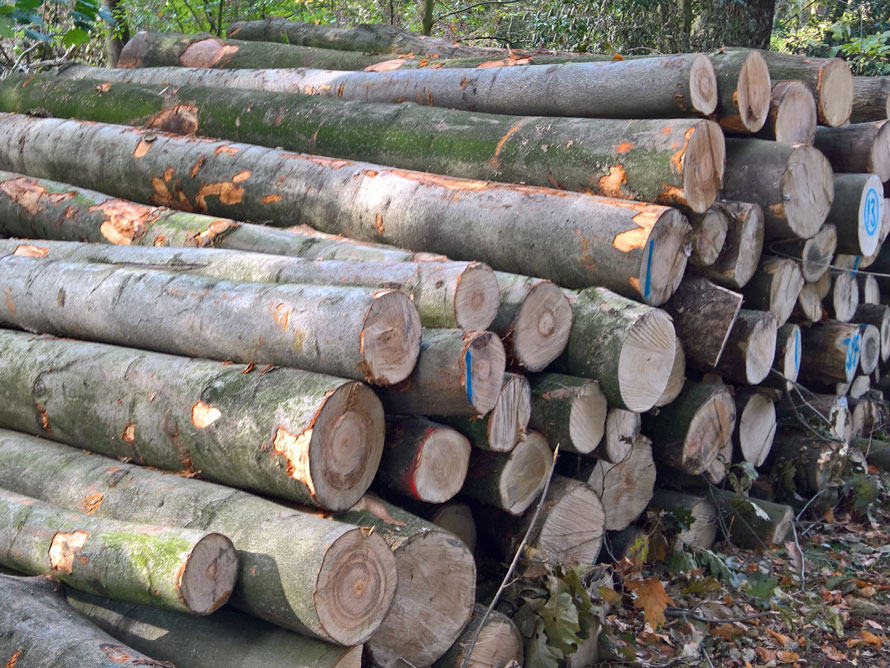 Stammholz Hartholz Mix