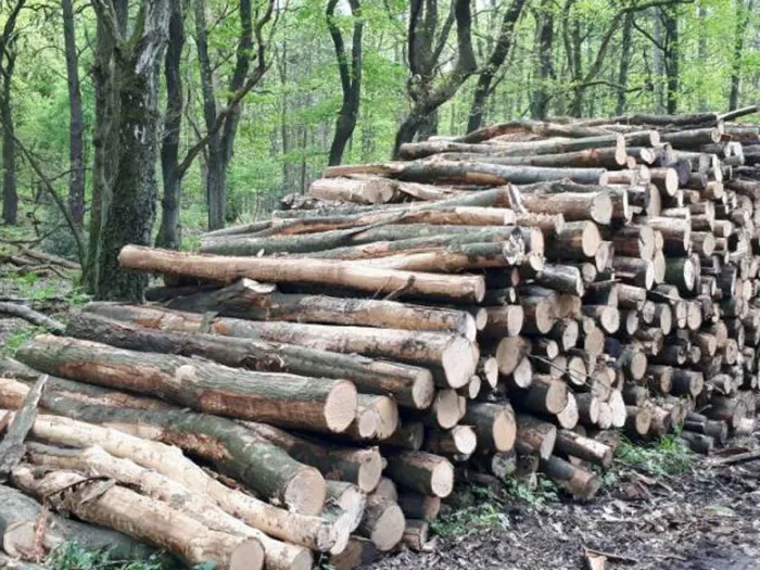 Stammholz Roteiche - Automatenholz